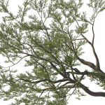 Quercus Agrifolia coast Live Oak 10