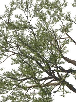 quercus-agrifolia-coast-live-oak-10-3d-model-e65a71d9bf