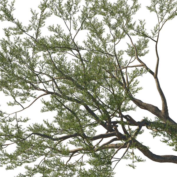 Quercus Agrifolia coast Live Oak 10