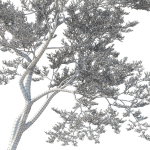 Quercus Agrifolia coast Live Oak 11
