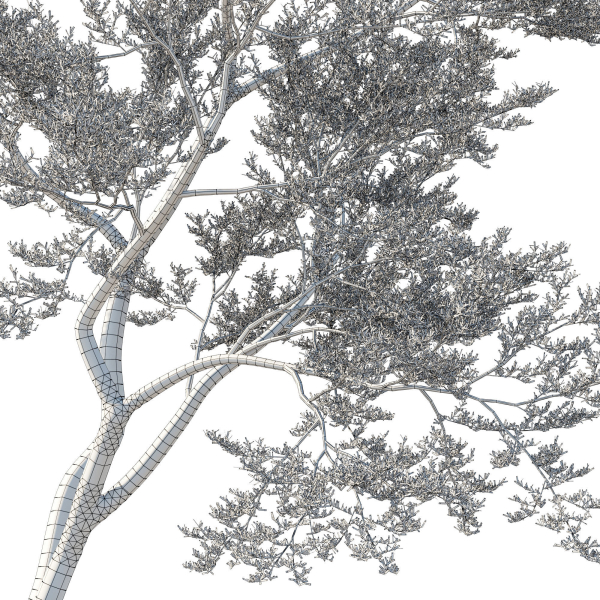 Quercus Agrifolia coast Live Oak 11