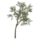 Quercus Agrifolia coast Live Oak 11