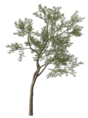 Quercus Agrifolia coast Live Oak 11