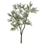 Quercus Agrifolia coast Live Oak 11
