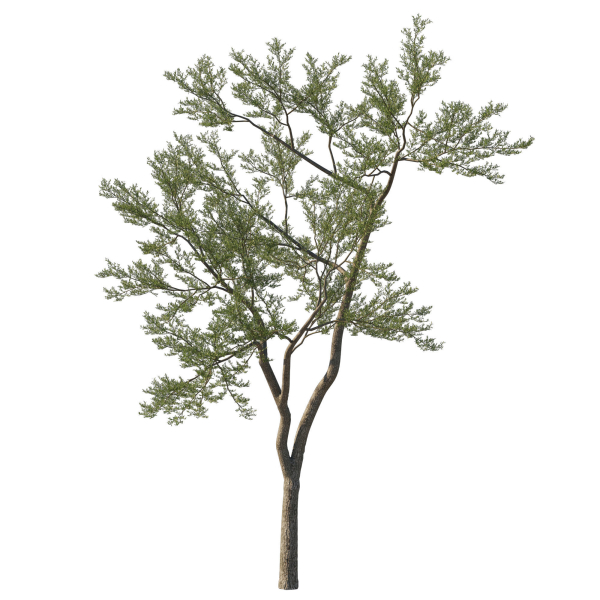 Quercus Agrifolia coast Live Oak 11