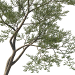 Quercus Agrifolia coast Live Oak 11