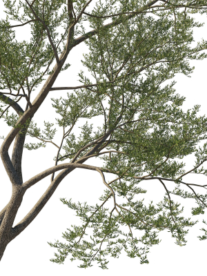 quercus-agrifolia-coast-live-oak-11-3d-model-ff11002dc9
