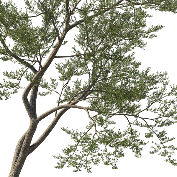 Quercus Agrifolia coast Live Oak 11