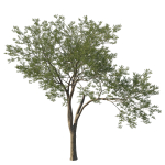Quercus Agrifolia coast Live Oak 12