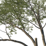 Quercus Agrifolia coast Live Oak 12