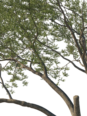 quercus-agrifolia-coast-live-oak-12-3d-model-60bc5c5cbb