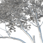 Quercus Agrifolia coast Live Oak 12