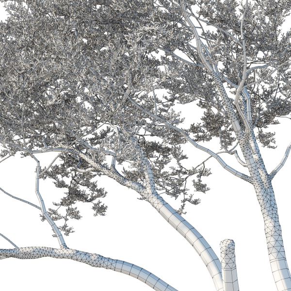 Quercus Agrifolia coast Live Oak 12
