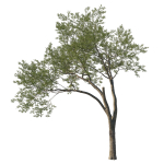 Quercus Agrifolia coast Live Oak 12