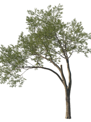 Quercus Agrifolia coast Live Oak 12