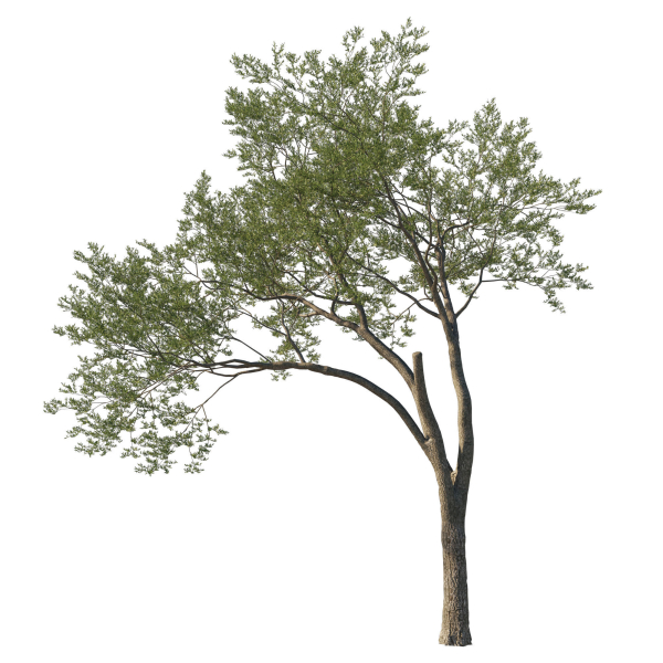 Quercus Agrifolia coast Live Oak 12