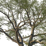 Quercus Agrifolia coast Live Oak01