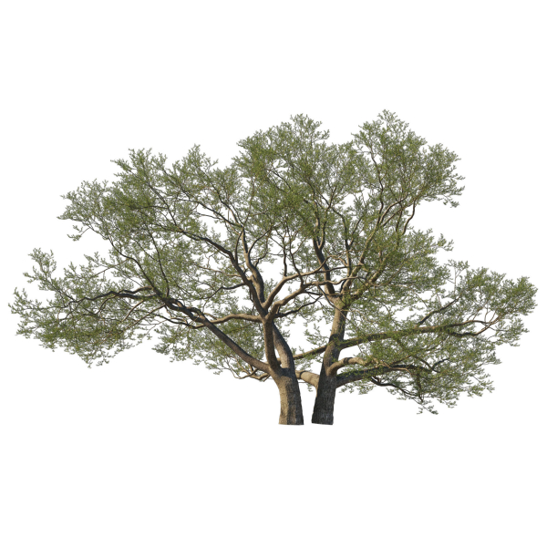 Quercus Agrifolia coast Live Oak01