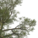 Quercus Agrifolia coast Live Oak01