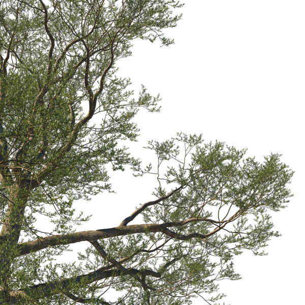 Quercus Agrifolia coast Live Oak01