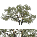 Quercus Agrifolia coast Live Oak01
