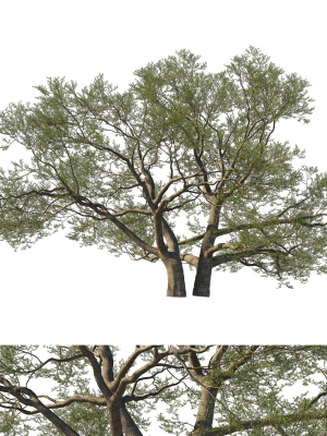 Quercus Agrifolia coast Live Oak01