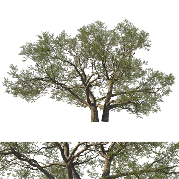 Quercus Agrifolia coast Live Oak01