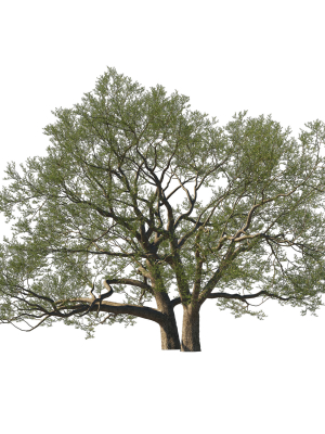 quercus-agrifolia-coast-live-oak01-3d-model-dcab6fee9e