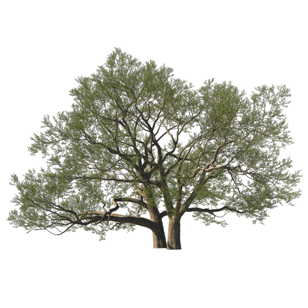 Quercus Agrifolia coast Live Oak01