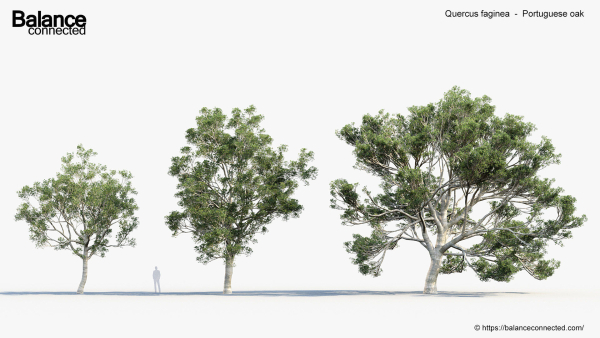 Quercus faginea Portuguese oak 3D Model