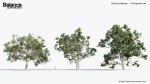 Quercus faginea Portuguese oak 3D Model