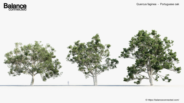 Quercus faginea Portuguese oak 3D Model