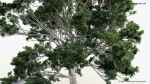 Quercus faginea Portuguese oak 3D Model