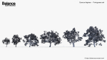 Quercus faginea Portuguese oak 3D Model