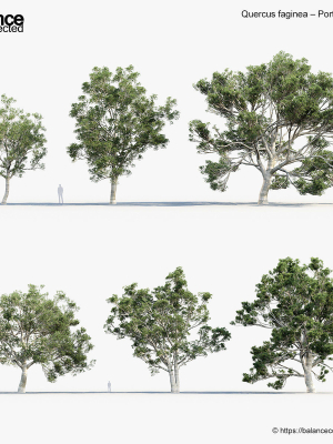 Quercus faginea Portuguese oak 3D Model