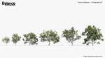 Quercus faginea Portuguese oak 3D Model