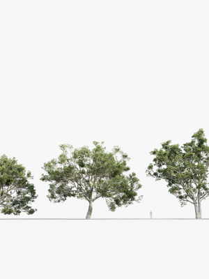 quercus-faginea-portuguese-oak-3d-model-3d-model-c15c79dd7d