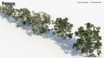 Quercus faginea Portuguese oak 3D Model