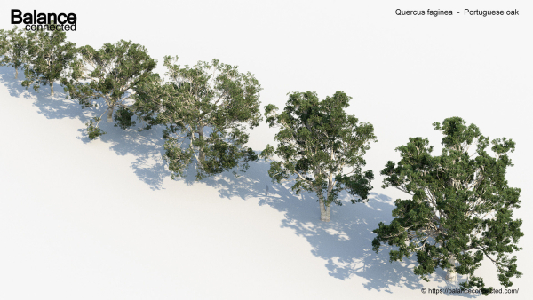Quercus faginea Portuguese oak 3D Model
