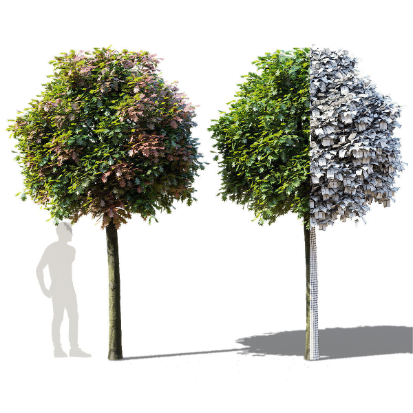 Quercus palustris Green Dwarf