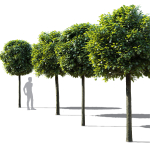 Quercus palustris Green Dwarf