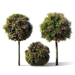 Quercus palustris Green Dwarf