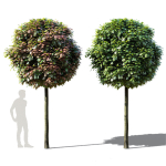Quercus palustris Green Dwarf