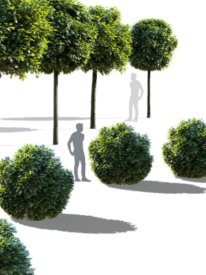 quercus-palustris-green-dwarf-3d-model-967c63f8c6