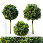 Quercus palustris Green Dwarf