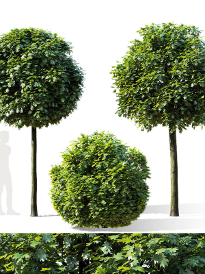 Quercus palustris Green Dwarf
