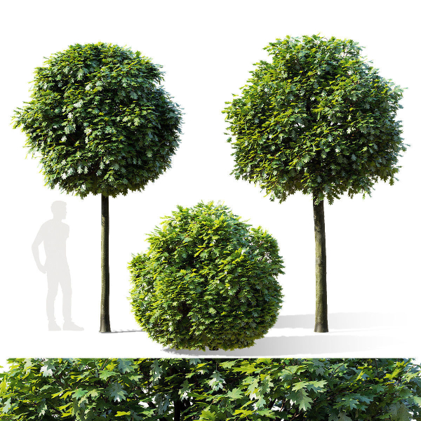 Quercus palustris Green Dwarf