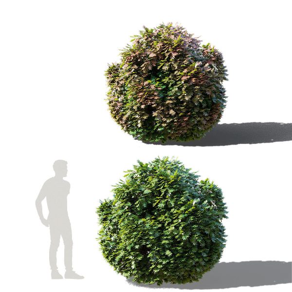 Quercus palustris Green Dwarf