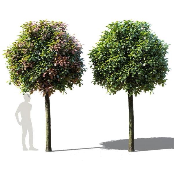Quercus palustris Green Dwarf