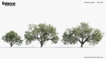 Quercus suber Cork oak 3D Model